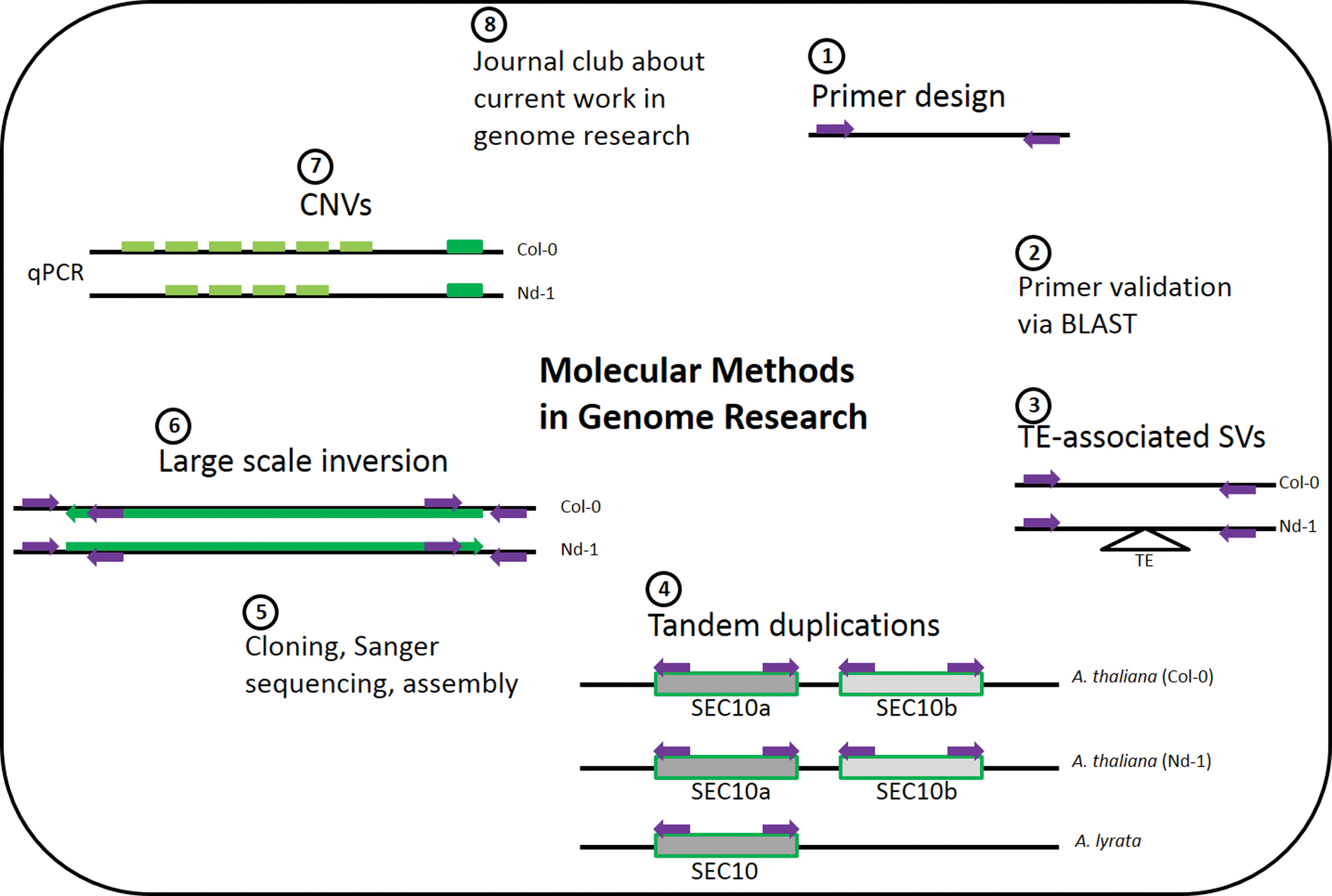 Figure 3: Molecular Methods in Genome Research course content overview.Course content overview displays the interleaved use of bioinformatics and molecular biology.