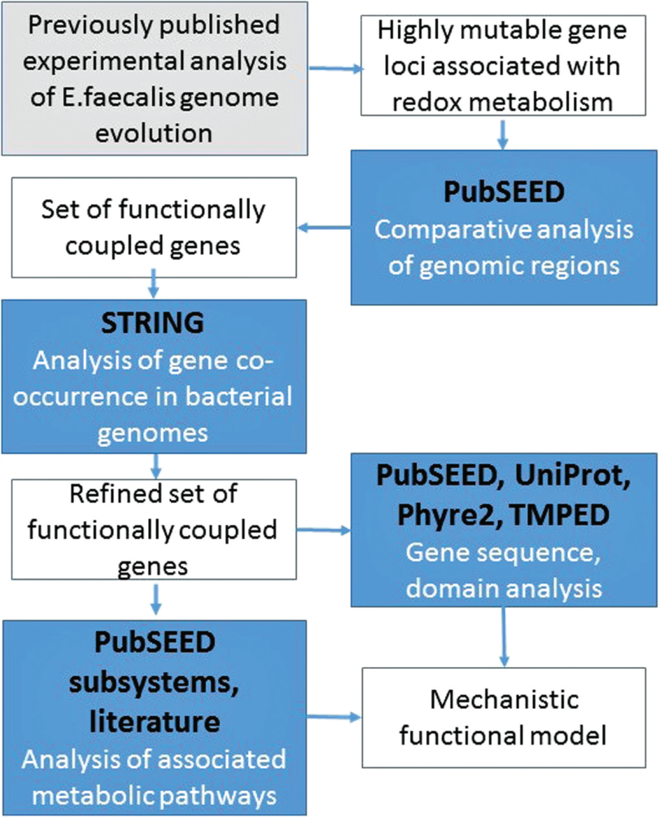 Figure 1: Illustration of the applied work flow.SEED platform (http://pubseed.theseed.org/) was used to retrieve and compare the bacterial genomic regions associated with genes of interest. Analysis of genes co-occurrence in the genomes and their connectivity were performed in STRING (https://string-db.org/) environment. SEED, STRING and Uniprot (https://www.uniprot.org/) tools were applied to analyse protein structural features and the relevant metabolic pathways.
