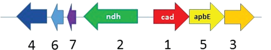 Figure 2: The Enterococcus faecalis gene locus containing cAD1 precursor (P13268) gene cad (tr|C2JQE7, fig|226185.9.peg.3033). 7500 bp region is shown.The arrows represent genes encoding for: 1- Pheromone cAD1 precursor lipoprotein Cad, 2- NADH dehydrogenase (EC 1.6.99.3), 3-1,4-dihydroxy-2-naphthoate polyprenyltransferase (EC 2.5.1.74),4- Heptaprenyl diphosphate synthase component I (EC 2.5.1.30), 5- Hypothetical similar to thiamine biosynthesis lipoprotein ApbE/FAD:protein FMN transferase (EC 2.7.1.180), 6- Heptaprenyl diphosphate synthase component I (EC 2.5.1.30), 7-hypothetical protein.
