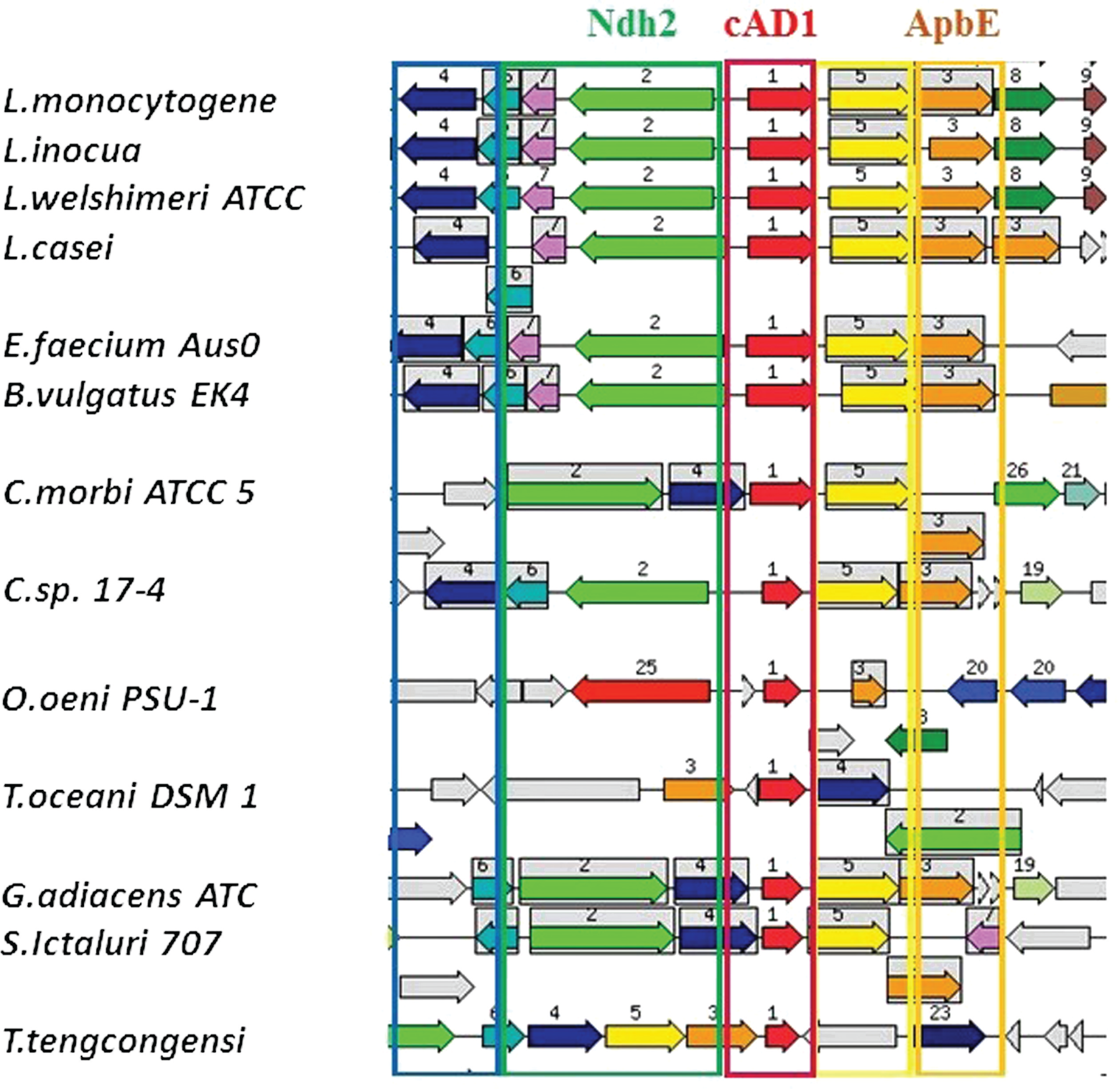 Figure 3: The genomic regions containing cAD1 precursor encoding cad gene and its close homologs retrieved from SEED database.Seed gene: fig|226185.9.peg.3033; e-20 similarity thresholds set for region retrieval and color-coding of the homologs. Regions shown correspond to 16,000 bp window. The arrows represent genes, same colour and number depicts homology, frames surround groups of homologous genes. Grey arrows represent genes that do not have homologs in the shown regions. The genes and encoded proteins are annotated in SEED as following: Red N1 – cad, Pheromone cAD1 precursor lipoprotein Cad; yellow N5-apbE, FAD:protein FMN transferase (EC 2.7.1.180); green, N2- NADH dehydrogenase (EC 1.6.99.3); orange, N3- 1,4-dihydroxy-2-naphtoate polyprenyltransferase (EC 2.5.1.74), N4- Heptaprenyl diphosphate synthase component II (EC 2.5.1.30). The other numbers define orthologous genes with no conserved genomic coupling to the cAD1 and functions not obviously related to the discussed metabolic area. Abbreviated species of bacteria from top to bottom (the left panel): Listeria (top 5 species), Lactobacillus casei, Enterococcus faecium, Bacteroides vulgatus, Catonella morbi, Oenococcus oeni, Thermosediminibacter oceani, Granulicatella adiacens, Streptococcus ictaluri, Thermoanaerobacter tengcongensis.
