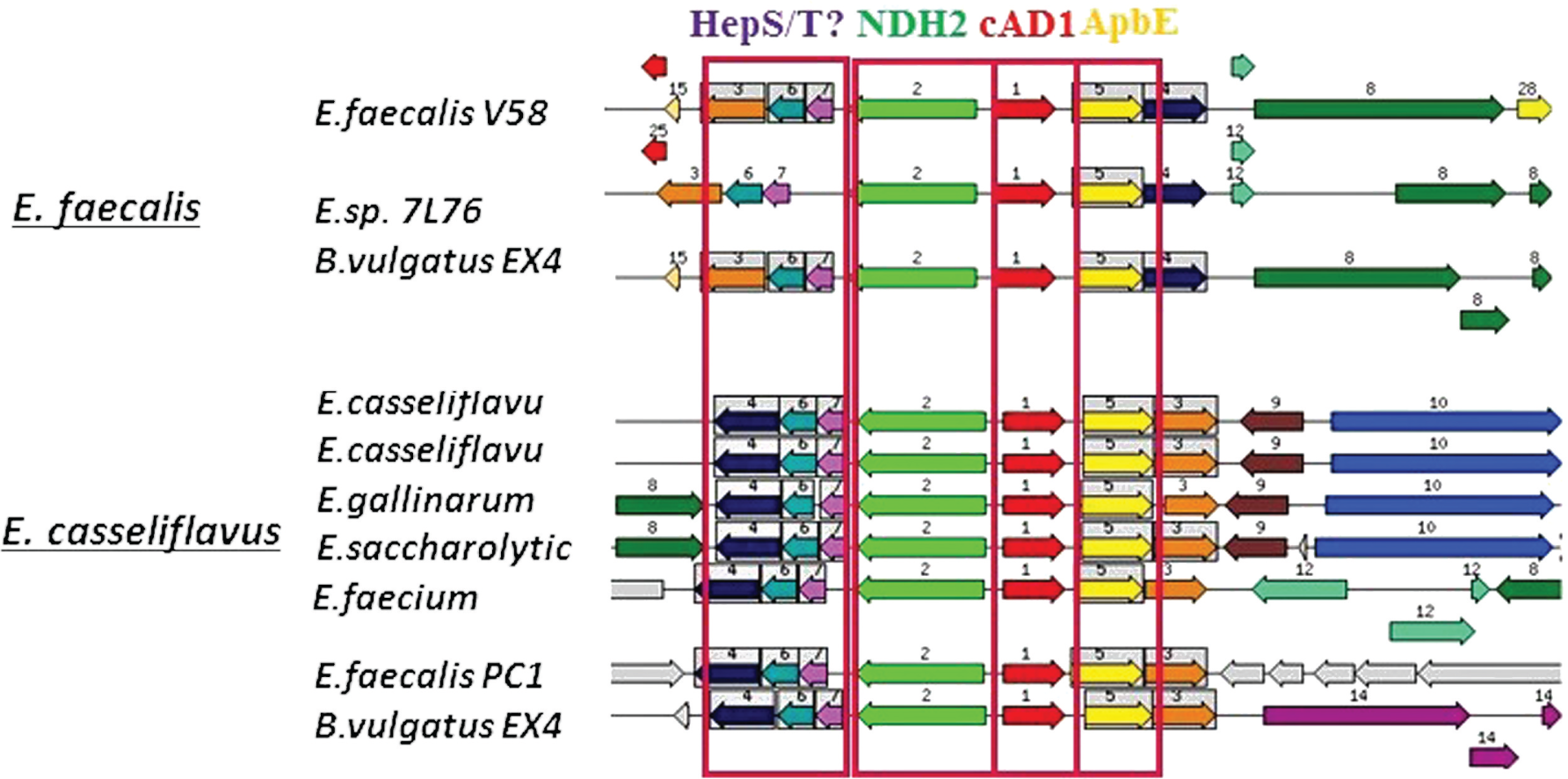 Figure 5: The genomic regions containing cAD1 precursor encoding cad genes from different Enterococci species (indicated at the beginning of each row) retrieved from SEED database.The seed input gene: fig|226185.9.peg.3033; e-20 similarity thresholds set for region retrieval and color-coding of the homologs. The arrows represent genes. Same frame and arrow colour and a number depict homologs. Regions shown correspond to 16,000 bp window. Grey arrows represent genes that do not have homologs in the shown regions. Two types of the adjacent neighbourhoods are associated with the representative Enterococcus species (the left panel). Red N1 – cad, Pheromone cAD1 precursor lipoprotein Cad; yellow N5-apbE, FAD:protein FMN transferase (EC 2.7.1.180); green, N2- NADH dehydrogenase (EC 1.6.99.3); purple, N7-HepS/T-heptaprenyl diphosphate synthase component, Red N1 – cad, Pheromone cAD1 precursor lipoprotein Cad; yellow N5-apbE, FAD:protein FMN transferase (EC 2.7.1.180); green, N2- NADH dehydrogenase (EC 1.6.99.3); N4- Heptaprenyl diphosphate synthase component II (EC 2.5.1.30). The other numbers define orthologous genes with no conserved genomic coupling to the cAD1 and functions not obviously related to the discussed metabolic area.