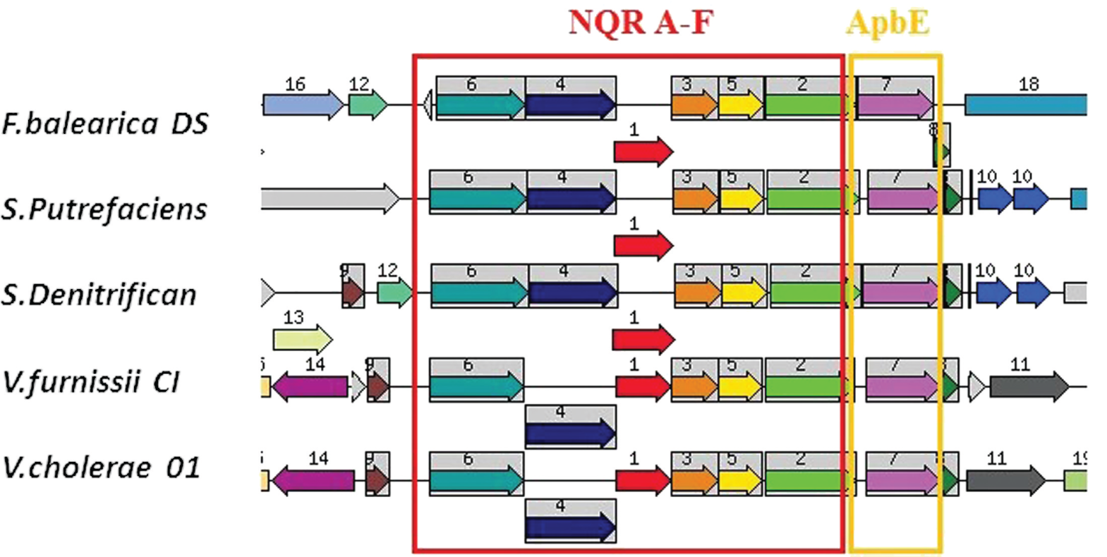 Figure 6: Example of genomic regions containing nqr A-F gene cluster and apbE orthologs retrieved from SEED database.Seed gene: nqrC, Ferrimonas balearica DSM (9799fig|550540.3.peg.901); e-20 similarity thresholds set for region retrieval and color-coding of the homologs. The arrows represent genes, same arrow colour and a number depict homologs. Grey arrows represent genes that do not have homologs in the shown regions. Regions shown correspond to 16,000 bp window. The genes and encoded proteins are annotated in SEED as following: N1-6, framed,- Nqr A-F, Na(+)-translocating NADH-quinone reductase subunit (A-F) (EC 1.6.5.-), N7-apbE homologs- FAD:protein FMN transferase (EC 2.7.1.180) @ FAD:protein FMN transferase (EC 2.7.1.180), NqrBC-associated; Abbreviated species of bacteria from top to bottom (the left panel): Ferrimonas balearica DSM 9799, 2, 3-Shewanella species, 4,5-Vibrio species.