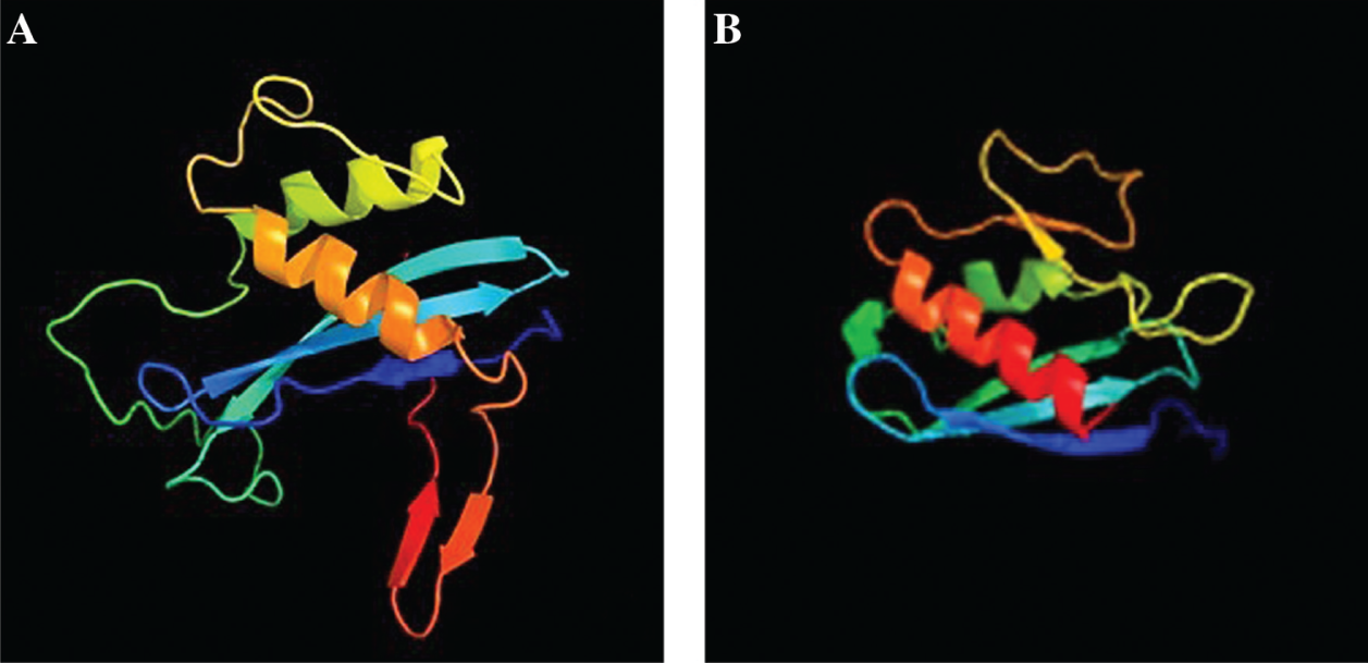 Figure 8: Results of comparison of the reconstructed tertiary structure of cAD1 to the library of known 3D protein structures via Phyre2 (Protein Homology/analogY Recognition Engine V 2.0 analysis).A crystal structure of cpe2226 protein from Clostridium perfringens, cAD1 homolog annotated in SEED as Putative pheromone precursor lipoprotein (fig|195102.1.peg.2289) was used as a template for the 3D reconstruction (44% similarity to the query). 117 residues (38% of the sequence) have been modelled with 99.9% confidence by the single highest scoring template. A-reconstructed tertiary structure of cAD1, Model dimensions (Å):X:33.109 Y:47.972 Z:39.437; B-3D reconstruction of NqrC subunit of Na+ translocating NADH-quinone reductase based on crystal structure of Shewanella oneidensis NqrC. Models are colored by rainbow from N to C terminus.