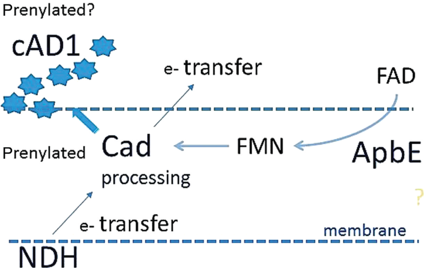 Figure 9: Suggested functional interaction between cAD1 pheromone and ApbE/FAD:protein FMN transferase.The release of cAD1 peptide pheromone may depend on a FMN-based electron transfer activity or a conformation of the lipoprotein precursor (Cad). ApbE works as a chaperone facilitating covalent binding of FMN and FAD/FMN extracellular trafficking.