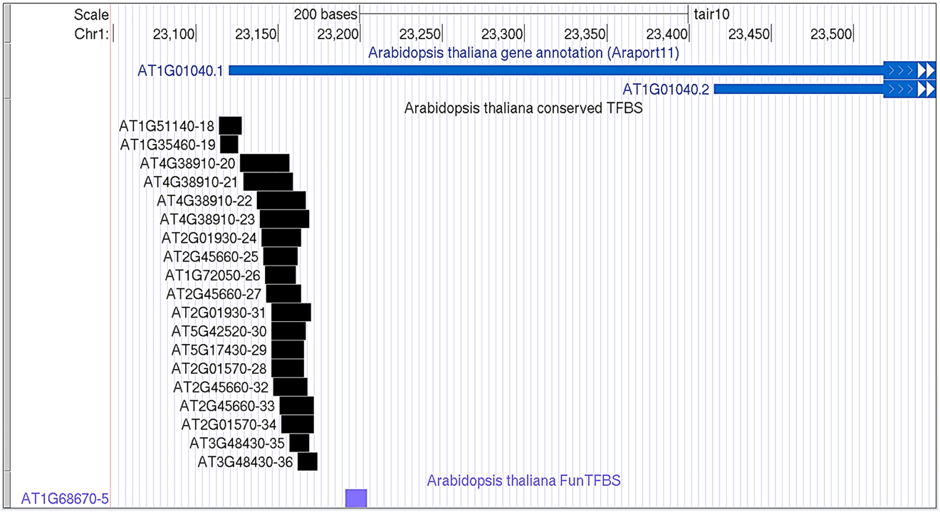 Figure 3:
The example of multiple transcription factors binding in the A. thaliana genome in promoter region of AT1G01040 (DCL1) gene (the plant genome browser, http://ucsc.gao-lab.org/).