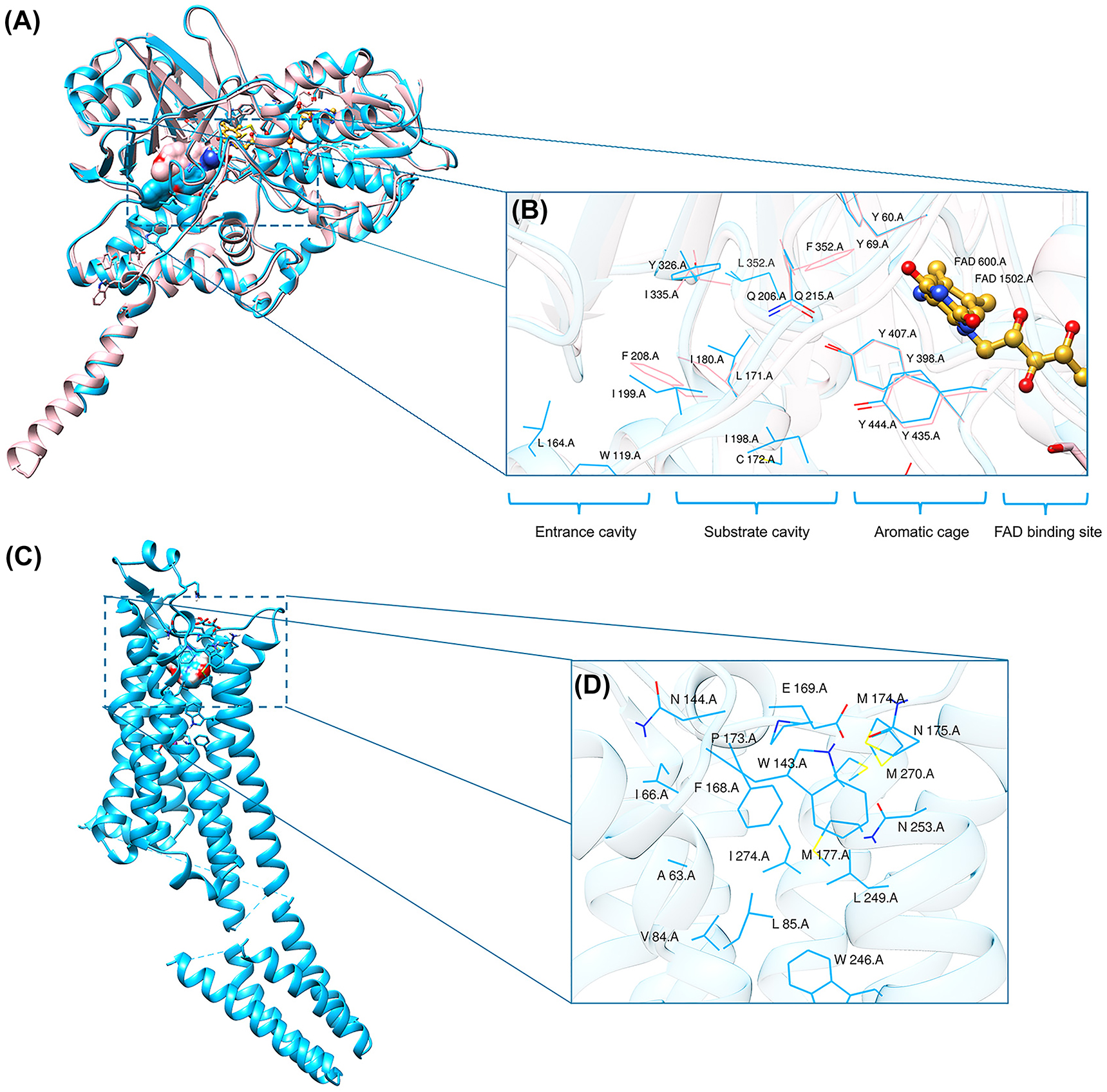 Figure 2: 
(A) Superposition of crystal structures of MAO-A (pink color) and MAO-B (deep sky-blue color). (B) Superposition of active site residues of MAO-A (pink color) and MAO-B (deep sky-blue color), FAD (goldenrod color) is shown in ball & stick representation. (C) Crystal structure of AA2AR in complex with caffeine. (D) Active site residues of AA2AR.