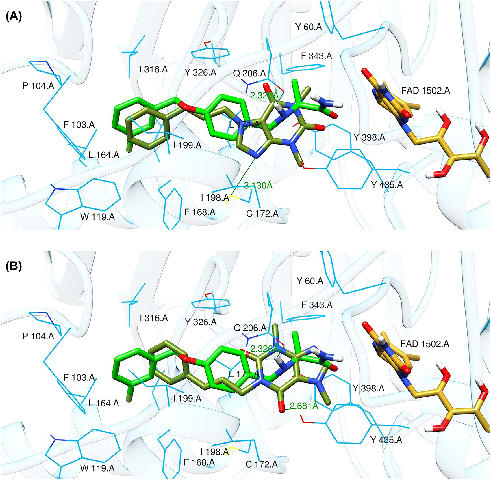 Figure 8: 
Binding poses of selected lead compounds: CNP0202316 (A) and CNP0365210 (B) (shown in olive green color) with MAO-B and superposed to safinamide (shown in green color).
