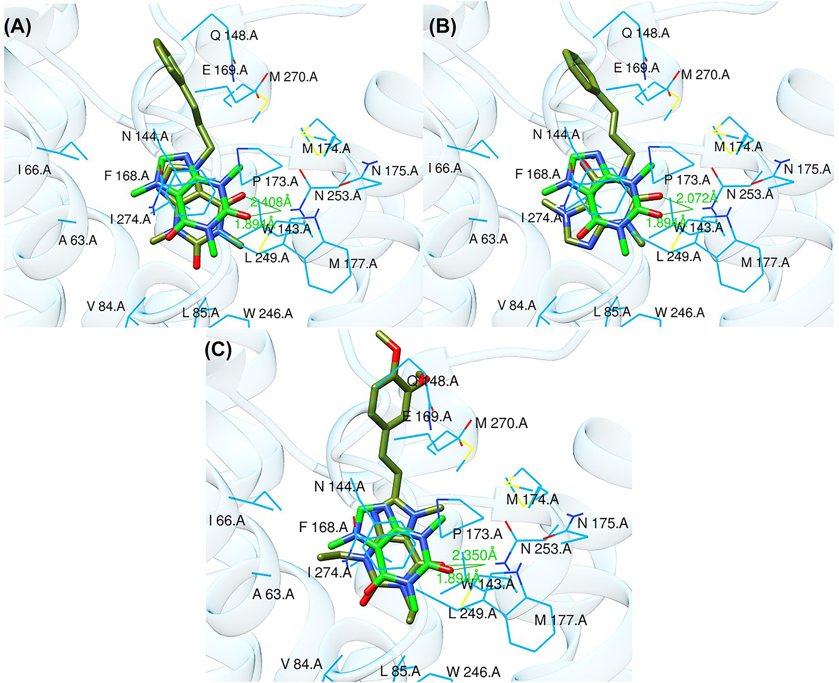 Figure 9: 
Binding poses of CNP0202316 (A), CNP0365210 (B), and istradefylline (C) (shown in olive green color) with AA2AR and superposed to the crystal structure of caffeine (shown in green color).