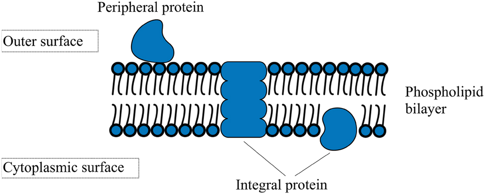 Figure 1: 
The cell membrane’s structure. This diagram illustrates the structure of the cell membrane, which is composed of two primary components: the lipid bilayer and membrane proteins. Membrane proteins can be surface-bound (also known as peripheral) or integral.
