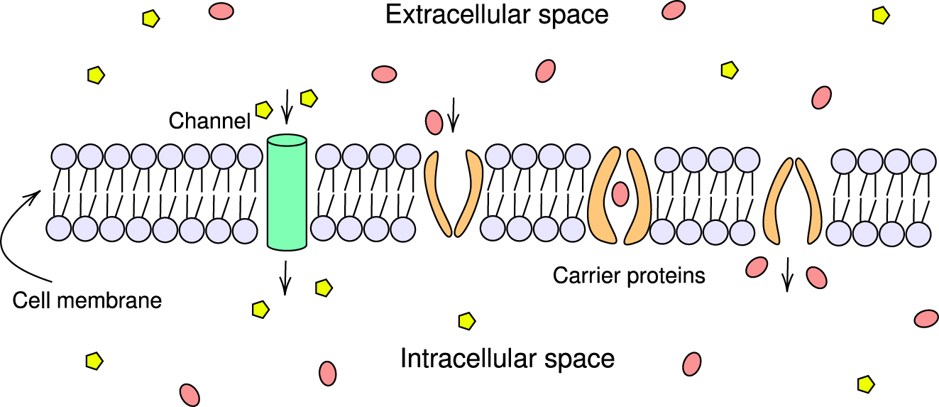 Figure 2: 
Transport proteins. This diagram illustrates two types of transport proteins, channel and carrier proteins.
