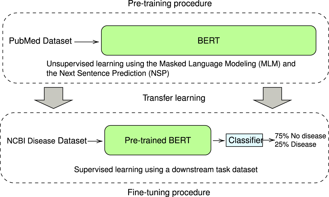 Figure 3: 
Understanding BERT phases. This diagram depicts two BERT model training steps. (1) Pre-training: unsupervised study of vast amounts of text (articles in PubMed). (2) Fine-tuning: supervised training with a labeled dataset for a particular task.
