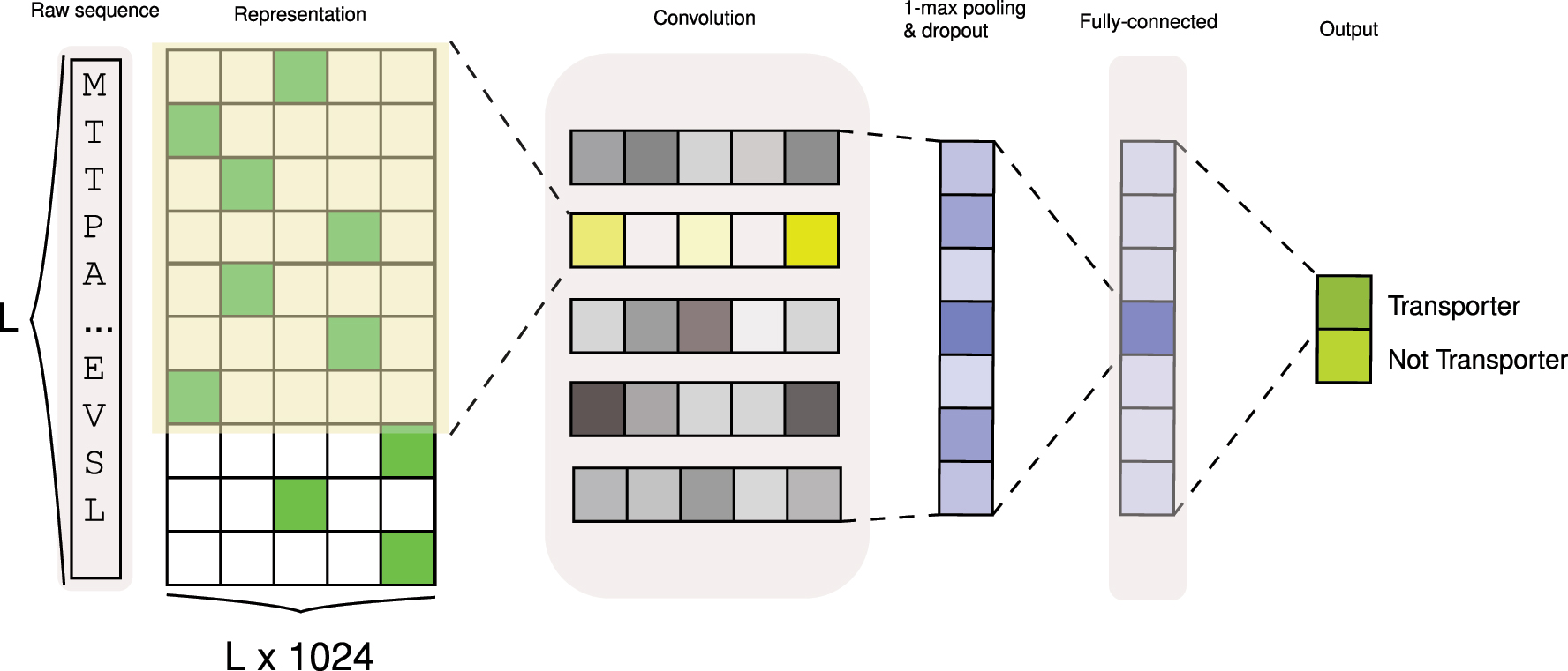 Figure 5: 
CNN schematic architecture. Workflow of processing sequence representations from PLMs through a CNN neural network. The convolution layer serves as the first layer, followed by 1D max-pooling and dropout. The final layer comprises a fully connected feed-forward neural network, which outputs the probabilities for each class, transporter or non-transporter. “L” denotes the length of the protein sequence.

