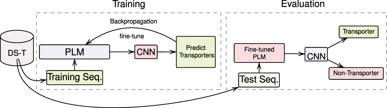 Figure 6: 
Proposed method for transporters classification using CNN. This figure illustrates the proposed methodology for distinguishing transporters from non-transporters using a deep learning classifier, CNN. The process entails the concurrent training of CNN and fine-tuning of protein language models (PLMs), which include ProtBERT, ProtBERT-BFD, and MembraneBERT.
