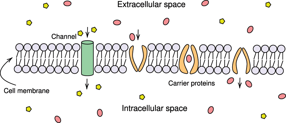 Figure 1:
Transmembrane transport proteins. This diagram illustrates two types of transport proteins, channel and carrier proteins.
