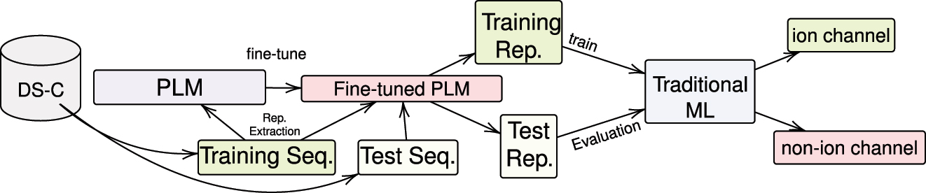 Figure 3:
Proposed method of using PLMs and traditional classifiers. Schematic representation of the proposed method for ion channel classification, which combines protein language models (PLMs) such as ProtBERT, ProtBERT-BFD, and MembraneBERT with traditional machine learning classifiers to distinguish ion channels from non-ion channels. The process entails fine-tuning the BERT-based models using the training and validation sets and subsequently extracting representations from the training and test sets to assess the performance of traditional classifiers, including kNN, RF, LR, SVM, and FFNN.