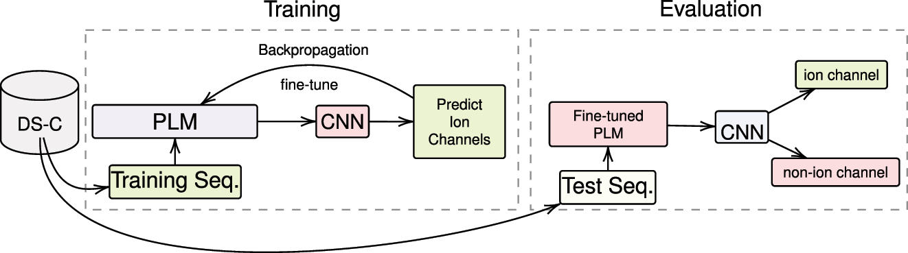 Figure 4:
Proposed method for ion channel classification using CNN. This figure illustrates the proposed methodology for distinguishing ion channels from non-ion channels using a deep learning classifier, CNN. The process entails the concurrent training of CNN and fine-tuning of protein language models (PLMs), which include ProtBERT, ProtBERT-BFD, and MembraneBERT.