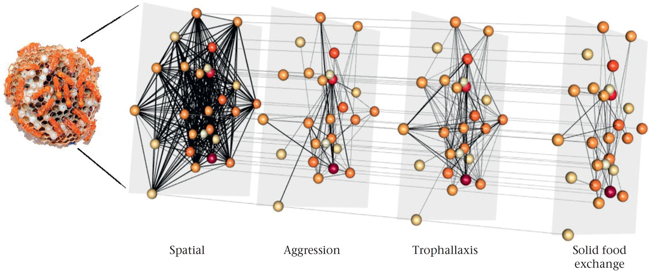 Figure 2: 
Example of a multiplex network with 4 layers in 2.5D layer arrangement with edges between the layers. The layers represent four behaviours: spatial, aggression, trophallaxis and solid food exchange. Image taken from Sharma et al. [10] (published open access under licence CC BY-NC-ND 4.0 DEED).
