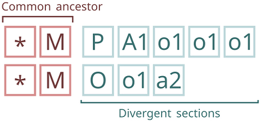 Figure 3: 
Common ancestor and divergent sections of a pair of Fcodes. The common ancestor corresponds to the last position with matching layers, provided no “spousehood” layer (C) is present in the unmatched layers, which are referred to as the “divergent” section.
