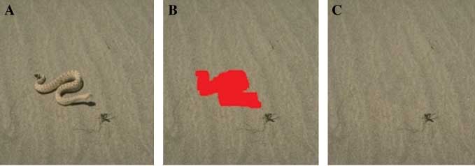 Figure 15 Removing an Object on a Highly Textured Background: Patch Size 9×9.