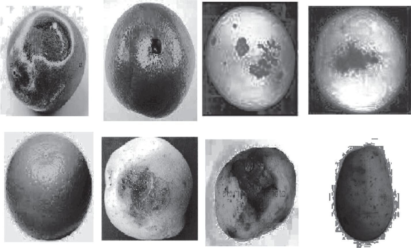 Figure 6: Preprocessed Images.
