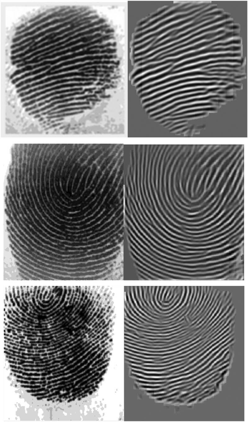 Figure 6 
                  Left: filtered image. Right: enhanced fingerprint image.
               