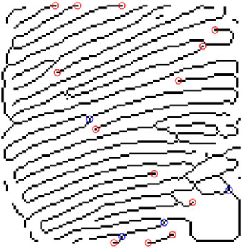 Figure 12 
                  The detailed minutiae are successfully extracted after inputting data image into the conventional fingerprint algorithm.
               