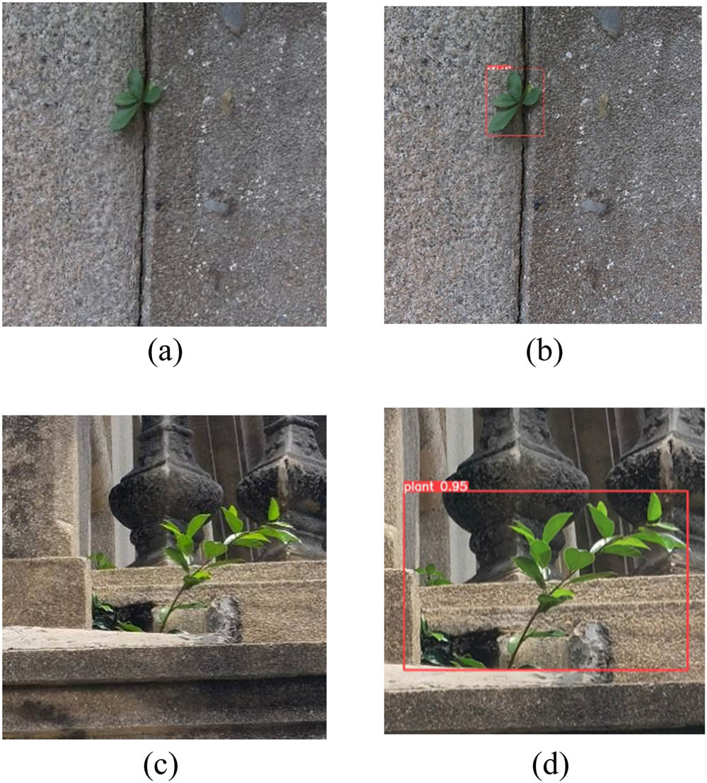 Figure 2 
                  Effects of the model in plant penetration detection. (a and c) Original images and (b and d) classification results.
               