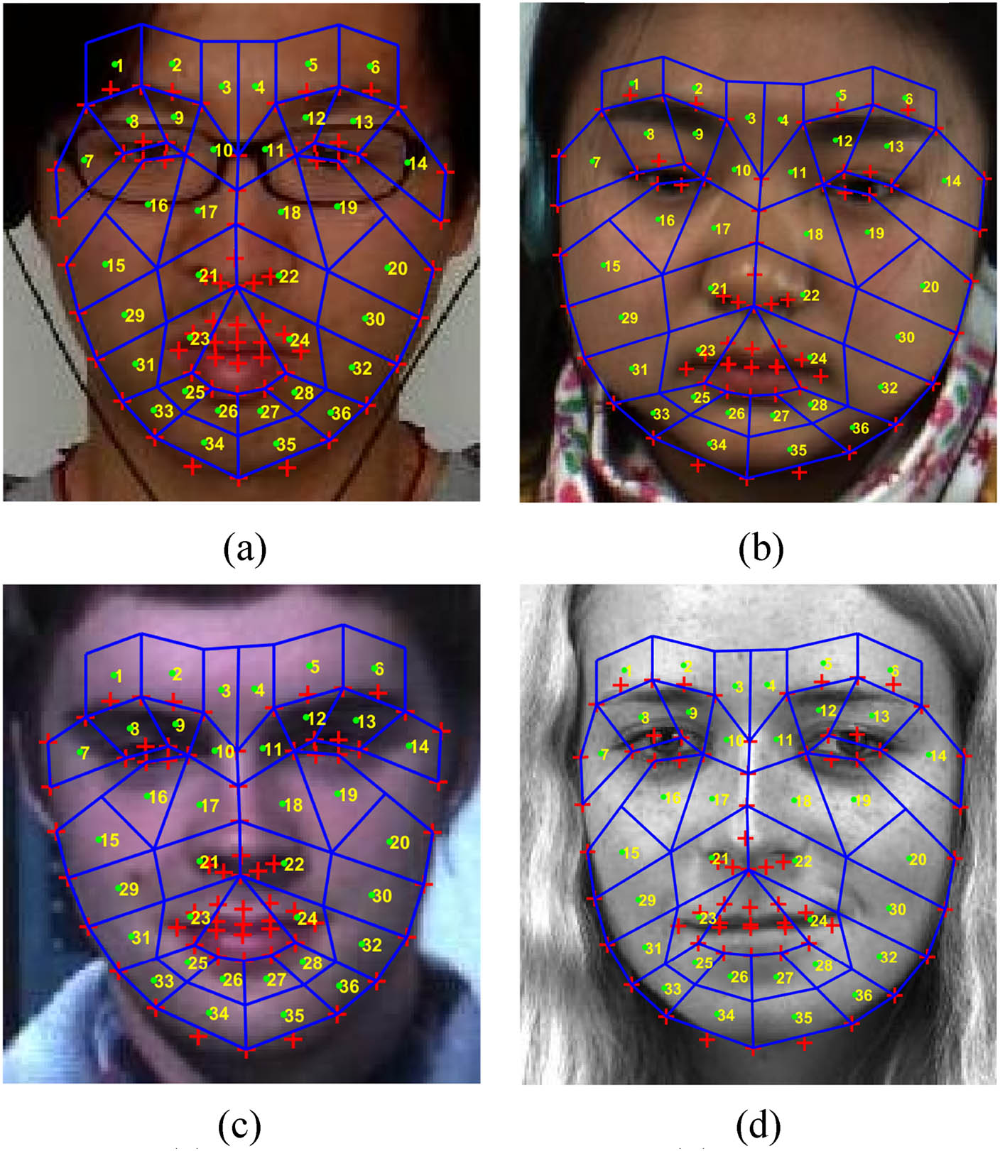 Figure 4 
                  Examples of facial landmark detection and ROI division based on DFRM algorithm and FACS on four spontaneous micro-expression datasets. Among them, the red “+” markers represent the detected facial key feature points, a total of 66. The green “.” markers represent the centroid of each facial ROI, a total of 36. The yellow number is the number of the facial ROI. Each ROI is surrounded by four vertices connected in pairs, and adjacent ROIs are separated by blue lines. (a) CASME, (b) CASME II, (c) SMIC, and (d) SAMM. Source: The facial photos in the figure are from four spontaneous micro-expression datasets (CASME, CASME II, SMIC and SAMM). 
               