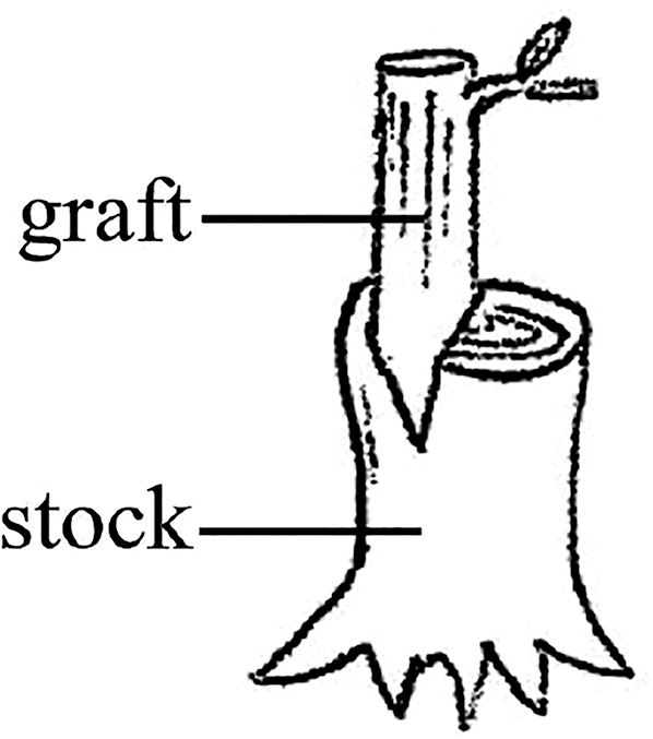 Figure 1:
Illustration of grafting.