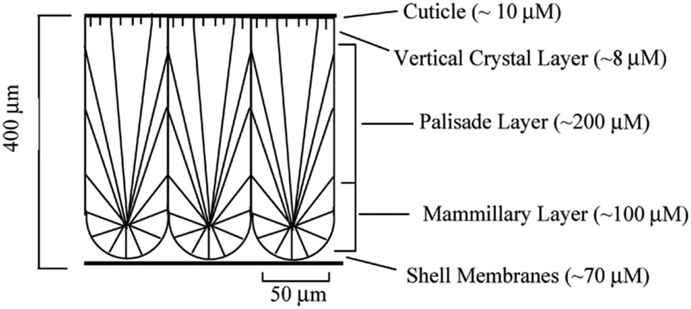 Figure 1 
               Schematic illustration of layers in a chicken ES [25].
            