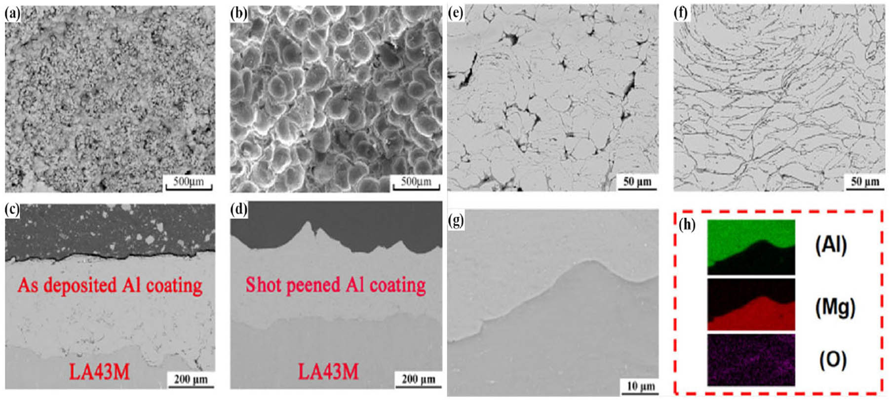 Figure 12 
                  Microstructural behaviour of the CSed and SP of Al-coated LA43M deposit [65]. (a and b) Surface morphology, (c and d) cross-sectional microstructure, and (e and f) etched cross-sectional microstructure of pure Al coated LA43M and shot-peened pure Al coated LA43M, respectively. (g and h) High-magnification SEM image of shot-peened Al coating and elemental distribution maps of coating/substrate interface.
               