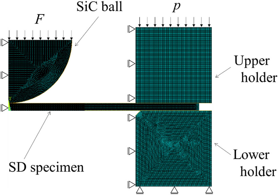 Figure 7
FE model to estimate the stress distribution in the SD specimen.