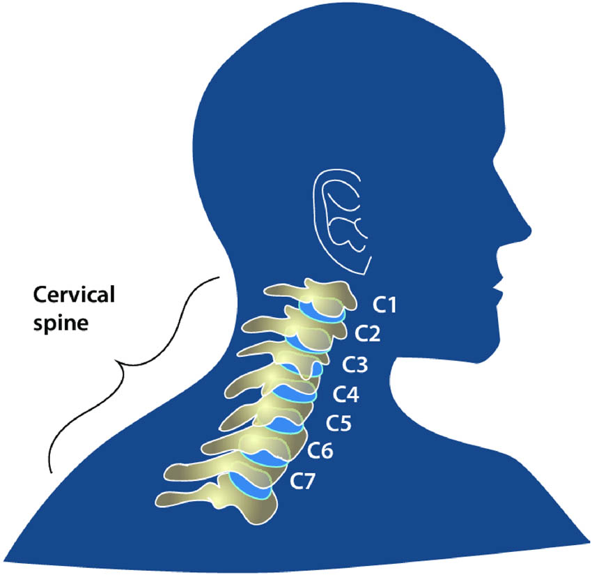 Figure 1 
                  7 Unique vertebrae in the cervical spine that support the neck (C1–C7) [8].
               