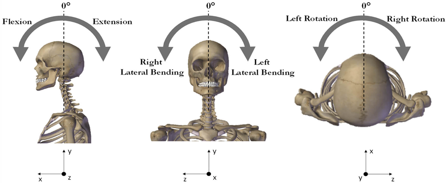 Figure 2 
                  Cervical motions shown schematically. The anterior–posterior, proximal–distal, and medial–lateral directions are indicated by the x, y, and z axes in the reference frame, respectively [10].
               