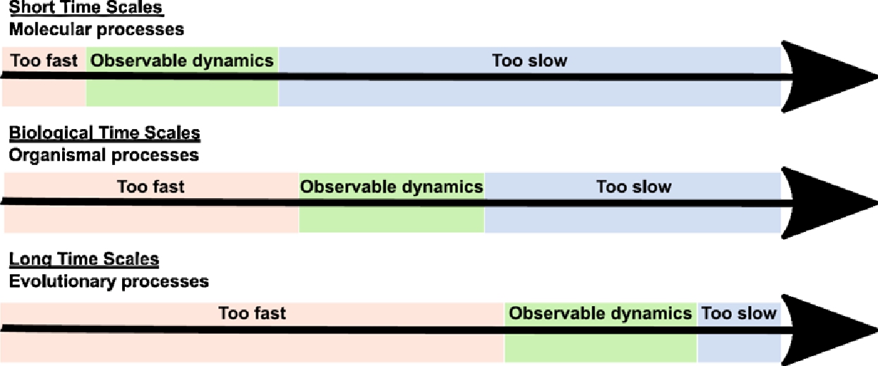 Figure 1 Dynamics across timescales. In any experiment, an observer is limited to certain degrees of freedom that are observably out of equilibrium. At different observational time scales, different degrees of freedom will have observable dynamics. Other degrees of freedom will be too fast. That is, relaxation time is too fast to observe dynamics in these degrees of freedom and thus they appear equilibrated. Still other degrees of freedom will be too slow. This means that relaxation time is too slow to observe dynamics in these degrees of freedom causing them to appear stationary or non-existent. Thus, only the degrees of freedom with relaxation times on the same scale as the observation time will have observable dynamics.