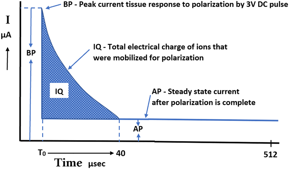 Figure 4: 
Apparatus for meridian identification (AMI) measurements. This graph, representing current vs. time, shows the peak tissue current response to polarization by 3 V DC square pulse (called before polarization [BP] current), the area under the curve representing the total electrical charge of ions mobilized throughout polarization or the integral electrical charge (called IQ), and the steady state current at the end of polarization, termed the after polarization (AP) current [32, 33]. The AP current has been correlated with autonomic nervous system (ANS) activity.
