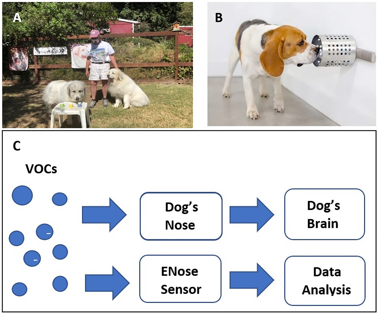 Figure 2: 
Illustrations showing how scent dogs are trained and how Enoses are being developed. (A) Illustration of the three cup sniffing experiment with the first author’s Great Pyrenees (photo credit Todd Dickey). (B) One of the second author’s COVID-19 scent dogs sniffing a test canister (photo credit second author). (C) Flowchart illustrating how volatile organic compounds (VOCs) are sensed and processed by dogs and ENoses (flowchart modified after Karakaya et al. [73] With permission).
