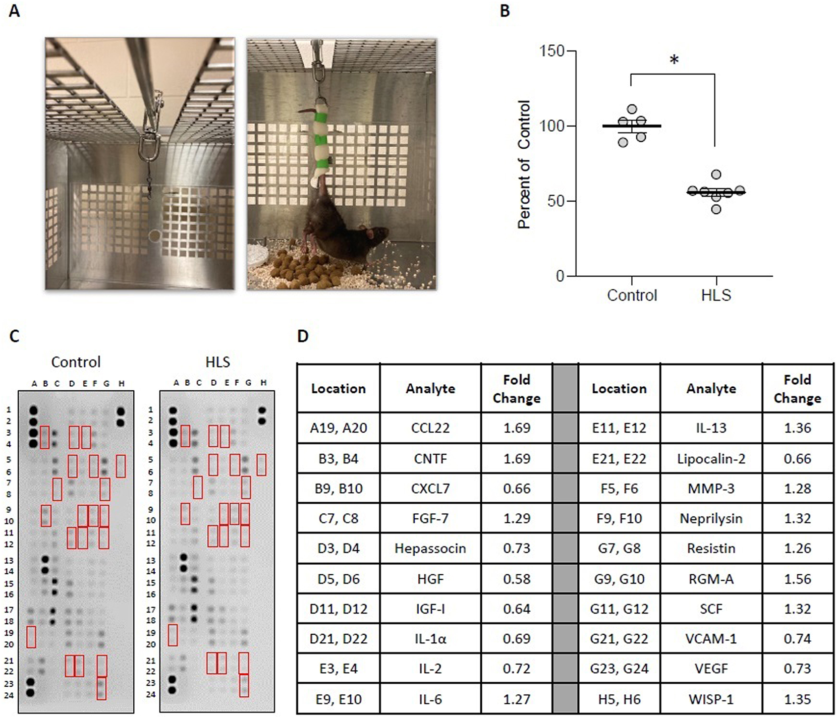 Figure 1: 
HLS results in skeletal muscle atrophy and changes in cytokine levels. (A) Images of HLS setup, wherein cages were modified with a bar and rolling pully (left) to which animal tails were affixed utilizing foam tape (right). (B) Mass of gastrocnemius immediately after sacrifice from weight-bearing controls (control) and animals subjected to 2-week HLS. Circles represent gastrocnemius mass from individual animals expressed as percent relative to the mean weight for the control group. Bar is mean ± standard error of the mean (SEM). n=5 for control and n=7 for HLS. Data were determined to be normally distributed by the Shapiro-Wilk test. * indicates p<0.05 by unpaired t-test. Raw weights obtained immediately after sacrifice and after 12 days of drying may be found in Supplemental Figures 1A and B. (C, D) membrane arrays utilizing quadricep homogenates obtained from control or HLS animals. Homogenates were pooled at equal ratios within groups for n=5 for control and n=6 for HLS. Red boxes in C indicate factors detailed in D, which are those altered by≥25 % in HLS compared to control. In D, data are expressed as fold change relative to control. Complete quantification may be found in Supplemental Table 1.
