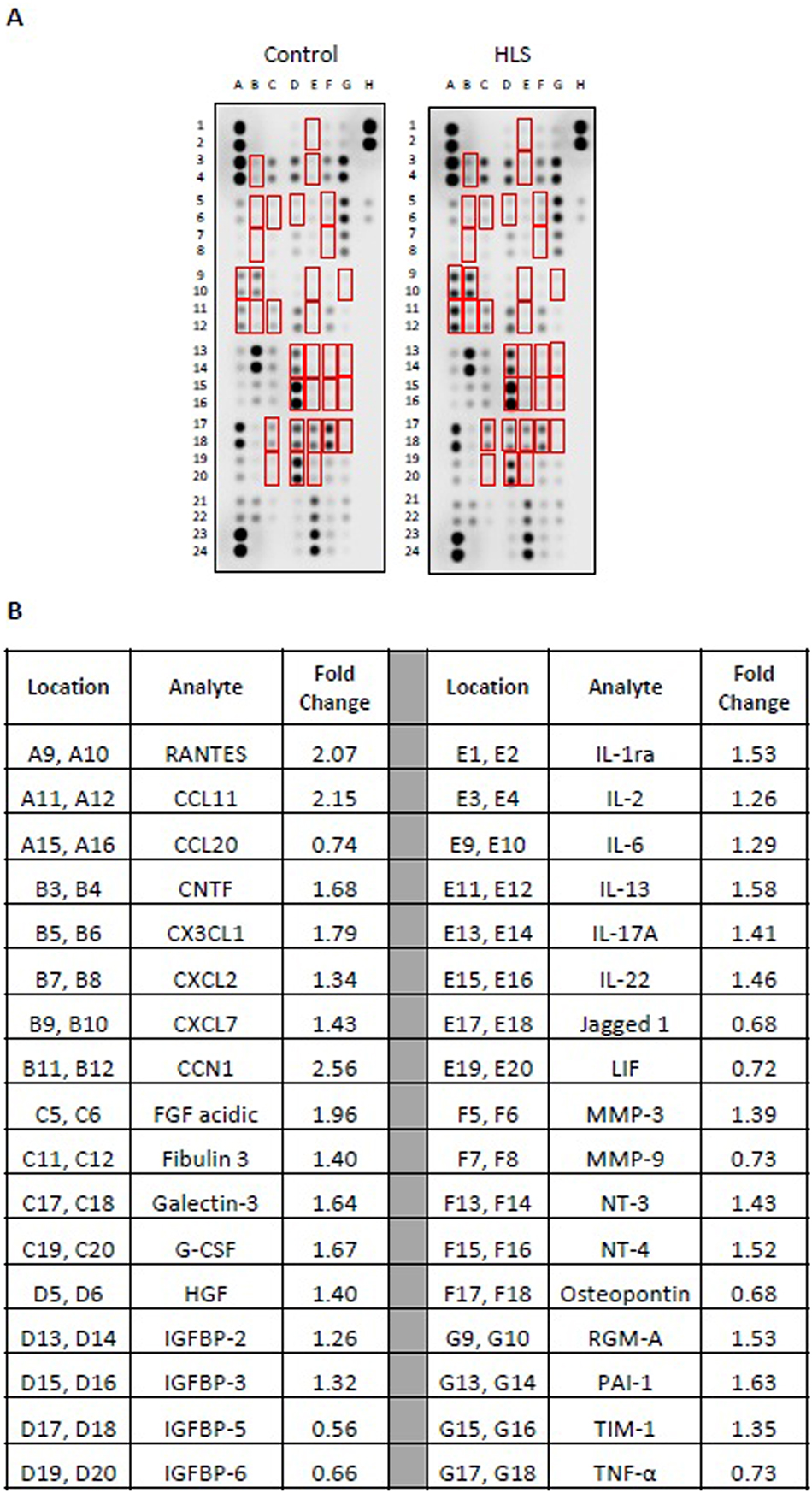 Figure 2: 
Membrane arrays utilizing sera obtained from control or HLS animals. Sera were pooled at equal ratios within groups for n=5 for control and n=7 for HLS. Red boxes in (A) indicate factors detailed in (B), which are those altered by≥25 % in HLS compared to control. (B) Data are expressed as fold change relative to control. Complete quantification may be found in Supplemental Table 2.
