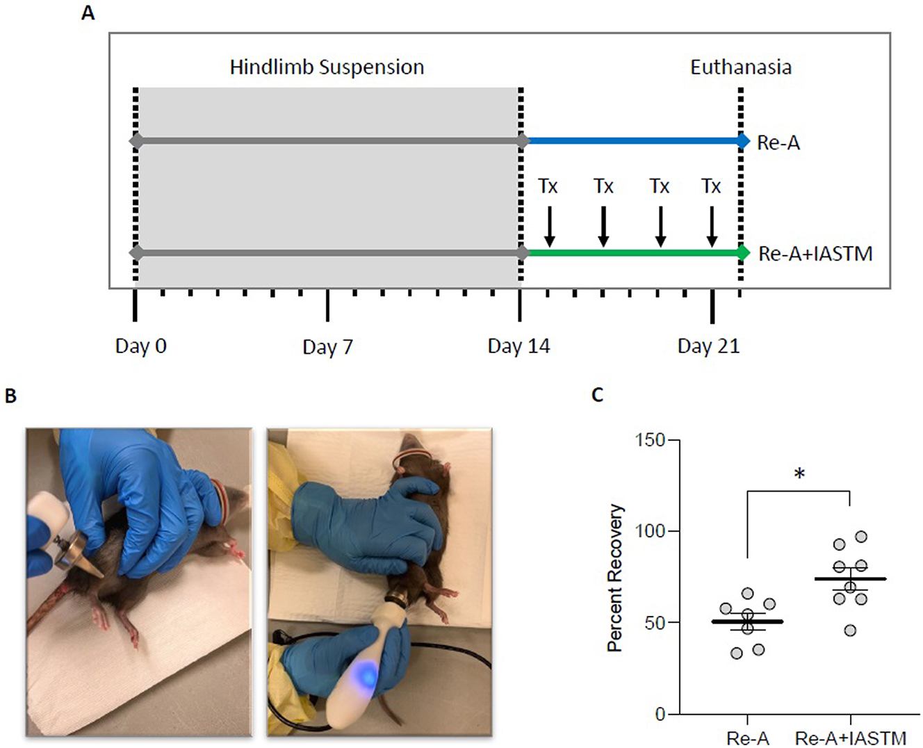 Figure 3: 
STM enhances muscle mass recovery following disuse atrophy. (A) Schematic of timeline for animals subjected to HLS then 8 days of Re-A or Re-A+IASTM. IASTM was carried out every other day beginning the day following release from HLS for a total of four sessions (Tx). All animals were euthanized 8 days following HLS. (B) Images of the IASTM technique. (C) Mass of ipsilateral gastrocnemius immediately after sacrifice from Re-A and Re-A+IASTM animals. Circles represent gastrocnemius mass from individual animals expressed as percent relative to the mean lost in the HLS group. Bar is mean ± standard error of the mean (SEM). n=7 for Re-A and n=8 for Re-A+IASTM. Data were determined to be normally distributed by the Shapiro-Wilk test. * indicates p<0.05 by unpaired t-test. Raw weights obtained immediately after sacrifice and after 12 days of drying may be found in Supplemental Figures 1A and B.
