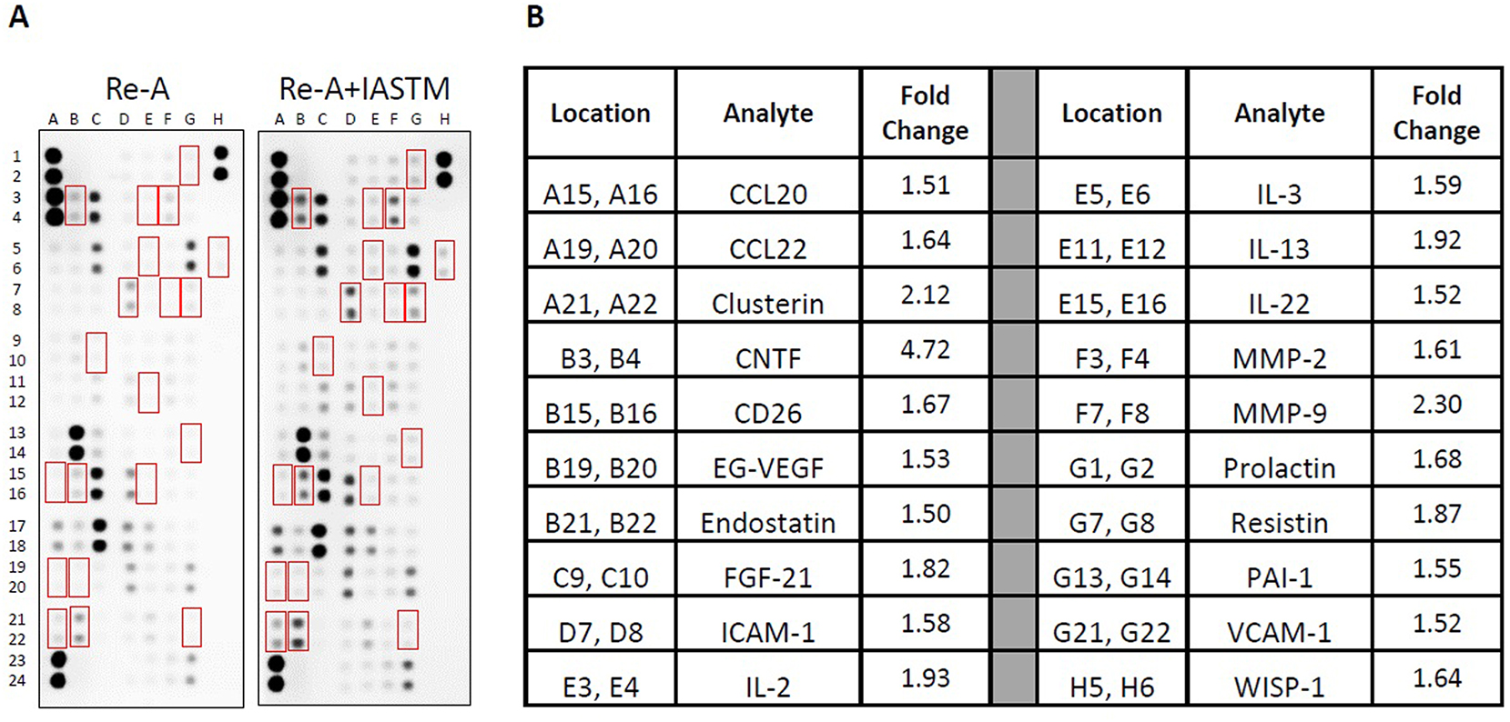 Figure 4: 
Membrane arrays utilizing quadricep homogenates obtained from animals subjected to HLS then 8 days of Re-A or Re-A+IASTM. Homogenates were pooled at equal ratios within groups for n=7 for Re-A and n=8 for Re-A+IASTM. Red boxes in (A) indicate factors detailed in B, which are those altered by≥25 % in HLS compared to control. (B) Data are expressed as fold change relative to control. Complete quantification may be found in Supplemental Table 3.
