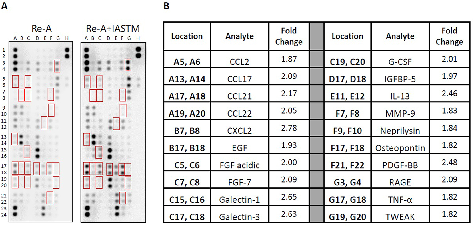 Figure 5: 
Membrane arrays utilizing sera homogenates obtained from animals subjected to HLS then 8 days of Re-A or Re-A+IASTM. Homogenates were pooled at equal ratios within groups for n=7 for Re-A and n=8 for Re-A+IASTM. Red boxes in (A) indicate factors detailed in (B), which are those altered by≥25 % in HLS compared to control. (B) Data are expressed as fold change relative to control. Complete quantification may be found in Supplemental Table 4.
