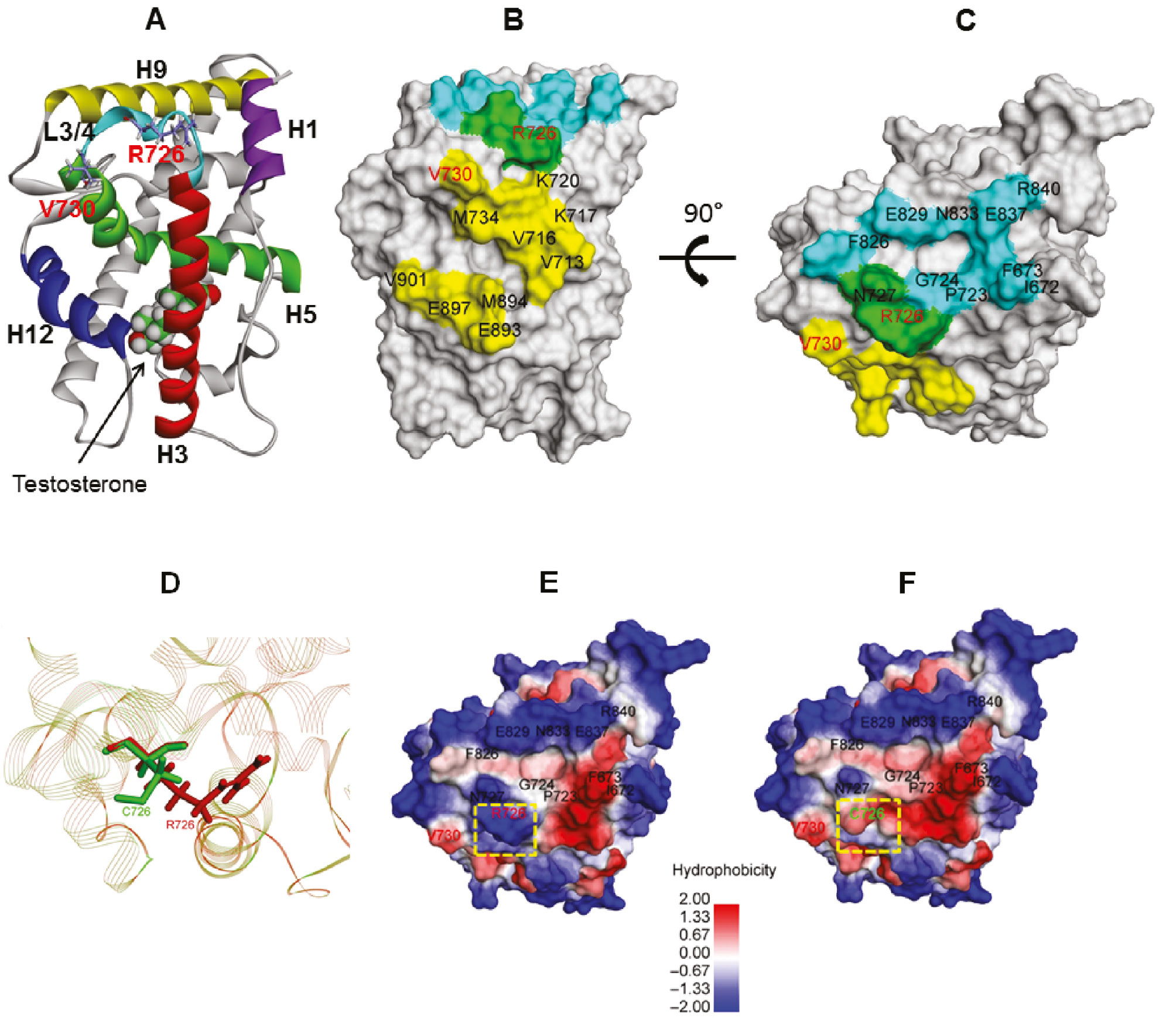Figure 1: Diagram showing the human AR-LBD crystal structure with a testosterone (PDB accession no. 2am9).(A) Simplified model representation of the human AR-LBD structure. Helices H1, H3, H4–5, H9 and H12 are depicted as different color helices. Schematic of the AR-LBD showing the location of testosterone. The AF-2 co-activator binding pocket is lined by H3, H5 and H12, whereas the BF-3 pocket is formed by H1, H9 and the loop linking H3 with H4–5 (L3/4). The mutated residues studied herein are shown as sticks. (B) Solid surface representation of the AR-LBD in gray showing the residues lining AF-2 in yellow, the residues lining BF-3 in light blue and the residues R726 and N727 belonging to the boundary between AF-2 and BF-3 pockets shown as a green surface. (C) B rotated 90° to clearly reveal BF-3. Schematic of the human AR-LBD showing the location of the mutated residues. The superposition structure of the WT and R726C mutation (by the RCSB Protein Data Bank system) in the boundary area between AF-2 and BF-3 (D). The WT and mutated residues studied herein are shown as sticks. Hydrophobic surface of the WT (E) and R726C (F), respectively, showing residues lining in the BF-3 pocket.