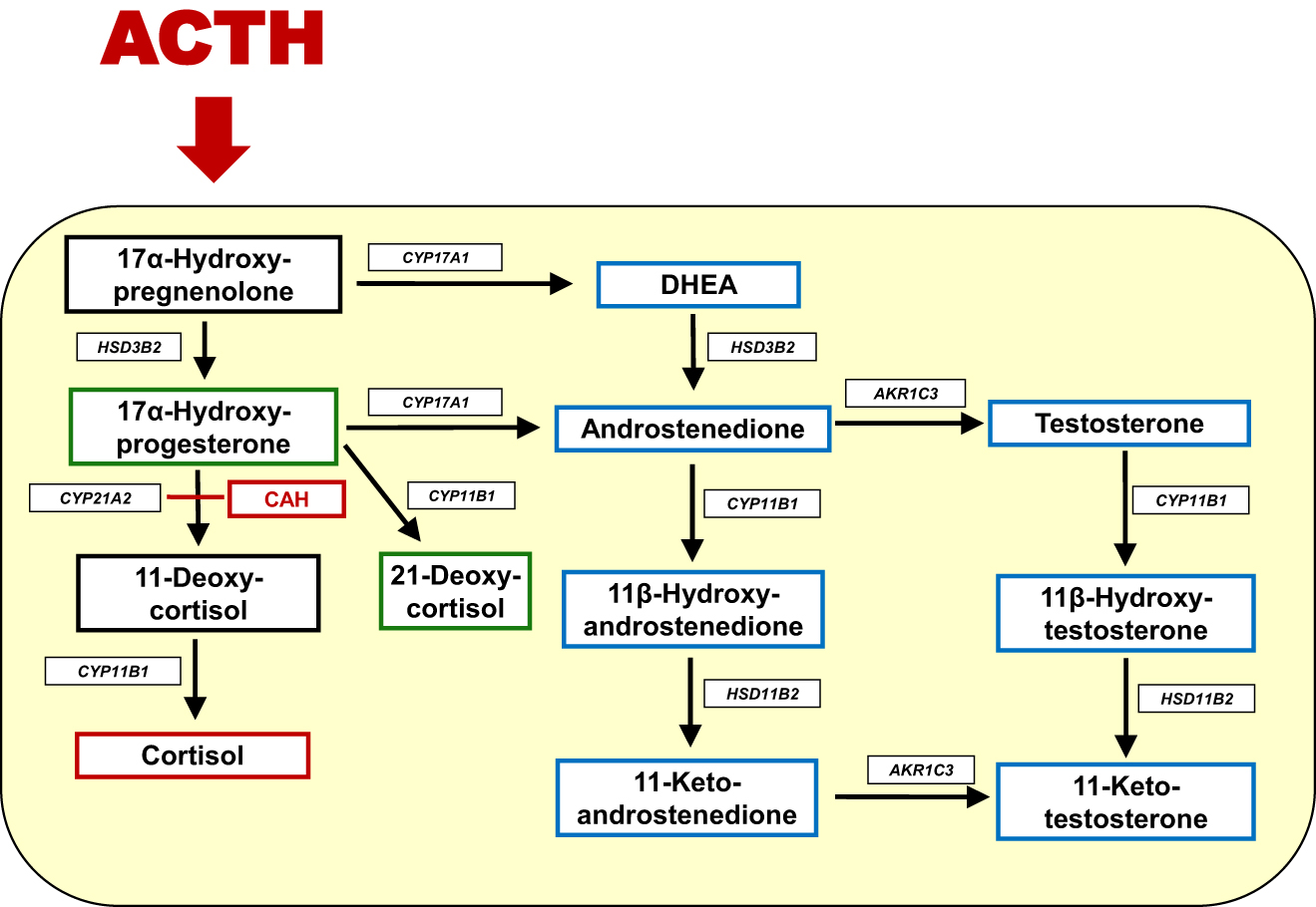 Figure 1: 
Schematic overview of steroidogenesis in CAH. The enzymatic block in CAH is shown in red. In CAH, ACTH stimulation leads to accumulated 17α-hydroxyprogesterone (17OHP), that is further converted to 21-deoxycortisol through the 11β-hydroxylase activity of CYP11B1·In addition, 17OHP is also converted to the androgen androstenedione. Adrenal androstenedione is converted to testosterone by aldo-keto reductase 1C3 (AKR1C3). Adrenal androstenedione and testosterone are also converted by the 11β-hydroxylase activity of CYP11B1 to the 11-oxygenated androgens 11β-hydroxyandrostenedione and 11β hydroxytestosterone, respectively. The biologic active androgens 11-ketotestosterone and 11-ketodihydrotestosterone that activate the androgen receptor comparable to testosterone and dihydrotestosterone, respectively, are formed in peripheral target tissues of androgen action.
