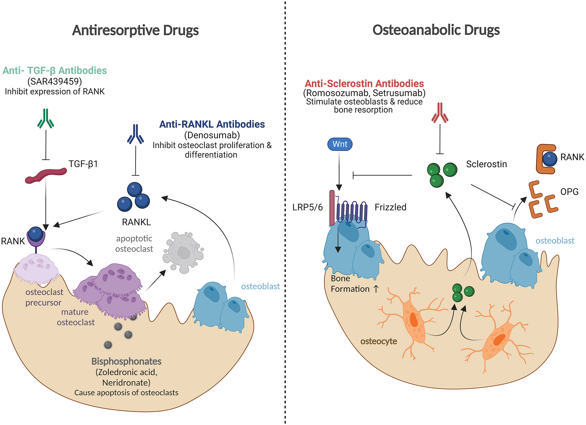 Figure 4:
Pharmacological treatment approaches for OI. Most of these approaches are currently being investigated in clinical trials and are not yet approved for OI. Antiresorptive drugs primarily inhibit bone resorption. Denosumab, an anti-RANKL antibody, prevents RANKL-induced osteoclast proliferation and differentiation. Anti-TGF-β antibodies reduce TGF-β-stimulated osteoclastogenesis and expression of RANK on osteoclast precursors. Bisphosphonates (zoledronic acid, neridronate), the current standard of care for OI, induce apoptosis of osteoclasts. Osteoanabolic drugs primarily promote bone formation. Antisclerostin antibodies (romosozumab, setrusumab) inhibit sclerostin, leading to activation of the Wnt signaling pathway and subsequently stimulation of osteoblast activity. Additionally, antisclerostin antibodies exert antiresorptive effects by promoting the secretion of osteoprotegerin (OPG), which inhibits the RANK–RANKL interaction.
