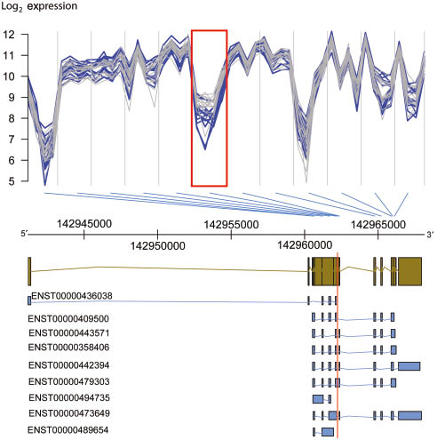 Figure 5: Differential exon usage for the GSTK1 gene in subcutaneous adipose tissue of women with and without labor.See Figure 3 legend for layout details. Affymetrix probeset ID 3028993 (see red rectangles), shows systematically lower expression in women in labor, while the expression level for all other exons is very similar between groups, hence resulting in significantly lower FIRMA scores for this probeset between groups. The only ENSEMBL transcript that includes the exonic region with differential usage between groups is ENST00000479303, and an imbalance of this isoform with respect to the other isoforms can explain the observed differences.