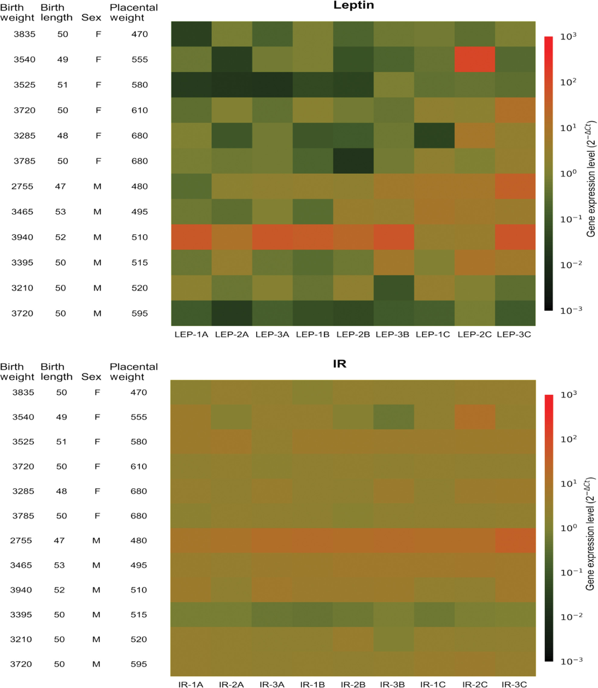Figure 3: Heatmaps visualizing the expression of leptin and IR genes at nine sampling sites (1A–3C) in 12 different placentas.Rows, different placentas. Columns, different sites. F, female, M, male. Birth weights in grams. Birth lengths in centimetres. Placental weights in grams. Colour: red, higher gene expression, green, lower gene expression. Gene expression related to the reference gene cytochrome c-1 (CYC1).
