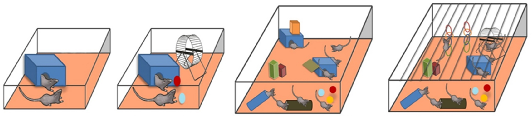 Figure 3: 
Schematic overview of “environmental enrichments” with variable components and social dynamics in animals.
Modified according to ref. [111].
