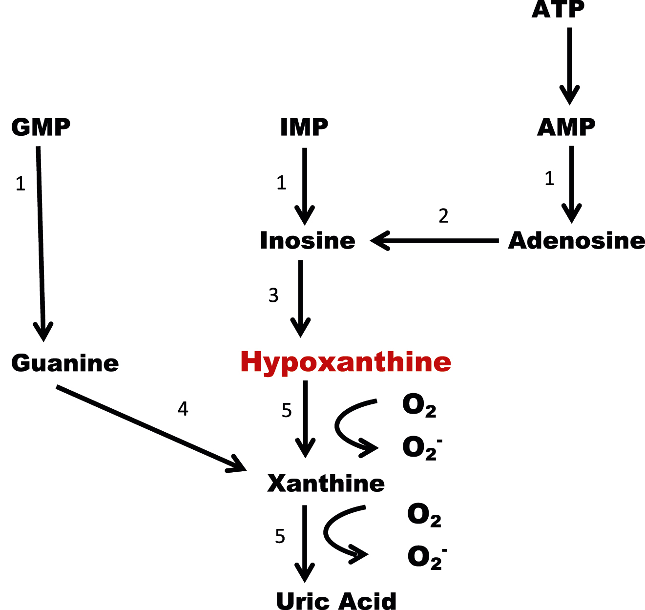 Figure 1: 
Formation of uric acid in the human body. Hypoxanthine is a breakdown product from AMP and IMP, and xanthine from GMP. Hypoxanthine is oxidized via xanthine to uric acid, formation superoxide radicals (O-2) are generated in this reaction. ATP: adenosine triphosphate, AMP: adenosine monophosphate, GMP: guanosine phosphate, IMP: inosine monophosphate. 1: nucleotidase, 2: adenosine deaminase, 3: nucleoside phosporylase, 4: guanine deaminase, 5: xanthine dehydrogenase/oxidase.