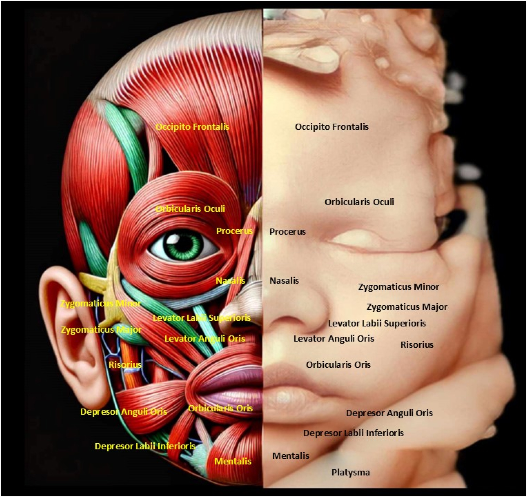 Figure 1: 
The image highlights the anatomical structure of fetal facial muscles alongside a 4D ultrasound, emphasizing symmetry and development. Understanding fetal facial anatomy and expressions is crucial for detecting congenital anomalies and assessing neurological health. This integration of imaging and anatomy enables early intervention and reassures parents about the fetus’s well-being.
